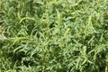 Ragweed plants Ambrosia artemisiifolia causing allergy