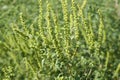 Ragweed plants Ambrosia artemisiifolia causing allergy