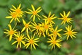 Ragwort Royalty Free Stock Photo