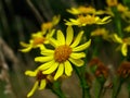 Ragwort Royalty Free Stock Photo