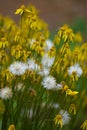 Ragwort