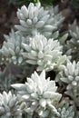 Ragwort closeup