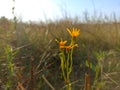 Ragwort, common ragwort, stinking willie, tansy ragwort, benweed