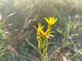 Ragwort, common ragwort, stinking willie, tansy ragwort, benweed Royalty Free Stock Photo