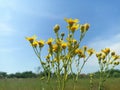 Ragwort, common ragwort, stinking willie, tansy ragwort Royalty Free Stock Photo