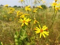 Ragwort, common ragwort, stinking willie. Summertime Royalty Free Stock Photo