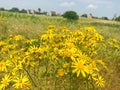 Ragwort, common ragwort, stinking willie. Summertime Royalty Free Stock Photo
