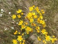 Ragwort, common ragwort, stinking willie, tansy ragwort Royalty Free Stock Photo