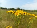 Ragwort, common ragwort, stinking willie, tansy ragwort Royalty Free Stock Photo