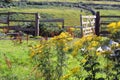 Ragwort-danger to horses.