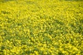 Ragwort field