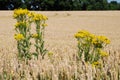 Ragwort in a field of wheat