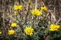 Ragwort Fields Forever