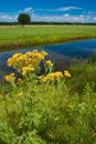 Ragwort flower near a ditch in the countryside