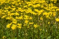 Ragwort flowers Royalty Free Stock Photo