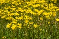 Ragwort flowers