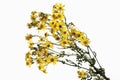 Ragwort flowers (Senecio jacobaea) Royalty Free Stock Photo