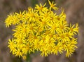 Ragwort flowers. UK