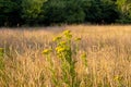 Ragwort growing in a field