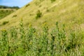 Jacobaea Vulgaris, commonly known as Ragwort, growing in the South Downs Countryside