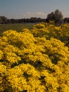 Ragwort in field