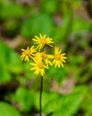 Close-up of a Group of SmallÃ¢â¬â¢s Ragwort, Senecio smallii