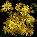 Ragwort, wild flowers, England.