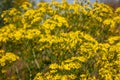 The ragwort, a wild plant with beautiful yellow flowers