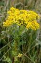 Ragwort wildflower Royalty Free Stock Photo