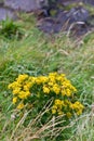 Ragwort wildflower