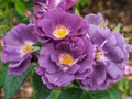 Rhapsody in Blue rose blooms in a garden