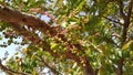 Rai amla tree fruit