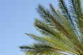 Raiant palm tree branches and leaves Royalty Free Stock Photo