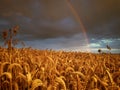 Raibow over field of corn Royalty Free Stock Photo