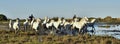 Raiders and Herd of White Camargue horses running