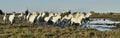 Raiders and Herd of White Camargue horses running