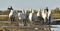 Raiders and Herd of White Camargue horses running