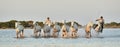 Raiders and Herd of White Camargue horses running through water