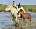 Raiders and White horse of Camargue with foal running through water.