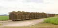 Rail bins full of fresh cut sugarcane Royalty Free Stock Photo