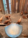 Rail feeding hen in the farm