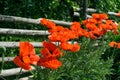 Rail fence and poppies Royalty Free Stock Photo