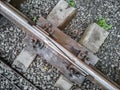 Rail joint on railway, close up Royalty Free Stock Photo