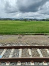 Rail and Rice Field Royalty Free Stock Photo