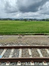 Rail and Rice Field