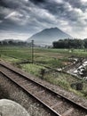 Rail by rice field