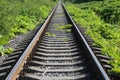 Rail track with overgrown grass verges
