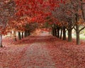 Pathway through an avenue of Flame trees, Beechworth, Australia.