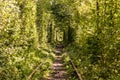 Rail tunnel in the forest