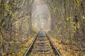 Rail ways rows in forest Royalty Free Stock Photo